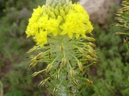 Bulbine narcissifolia old flowers longest